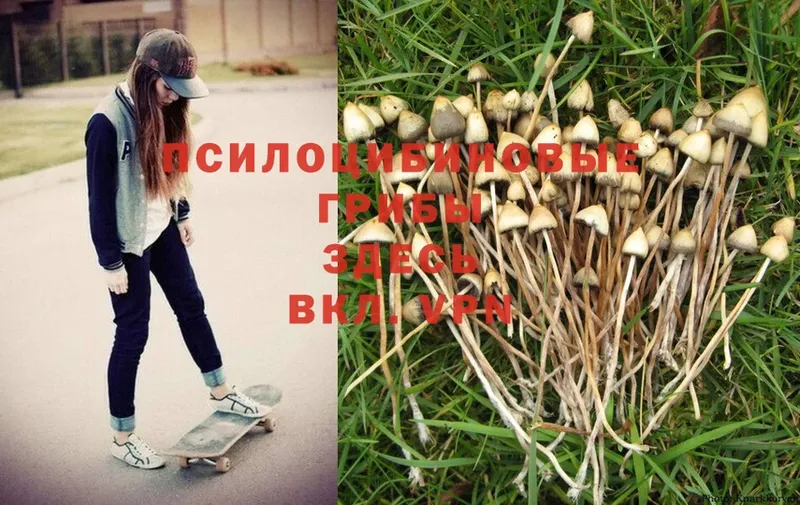 Галлюциногенные грибы Psilocybine cubensis  Орск 